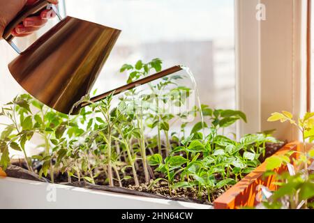 Watering pepper and tomato seedlings in box with watering can at home on window sill. Spring work. Agriculture and farming. Organic farm Stock Photo