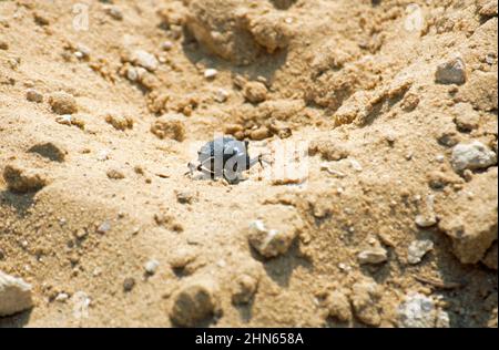 Scarab Beetle in the desert near Aswan Egypt Stock Photo