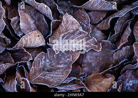 Frozen rusty brown leaves on the ground Stock Photo