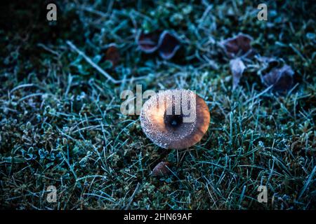 Frozen mushroom on the ground between frozen grass Stock Photo