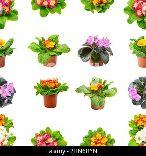 Seamless pattern bright fresh violets isolated on white background. Stock Photo