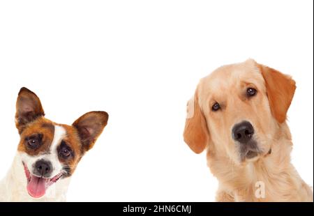 Two funny and different dogs isolated on a white background Stock Photo