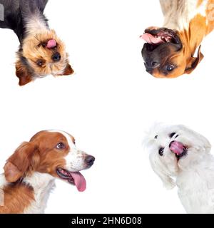 Different kind dogs isolated on a white background Stock Photo