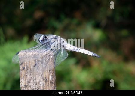 Dragonfly sitting on the wooden pole close up Stock Photo