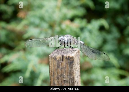 Dragonfly sitting on the wooden pole close up Stock Photo