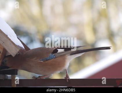 European jay eating from the wooden feeder Stock Photo