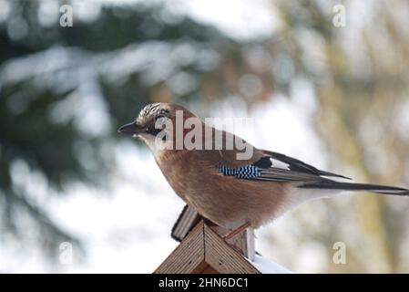 European jay sitting on the wooden feeder Stock Photo