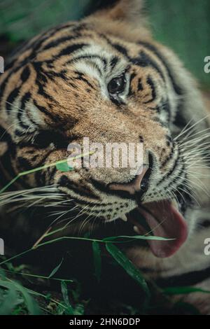 Great tiger male in the nature habitat Stock Photo