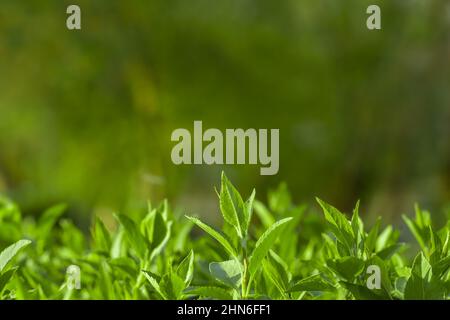 Background in the form of young green shoots of plants on a blurred background of the forest. Background for blank layouts bio flora concepts of sprin Stock Photo