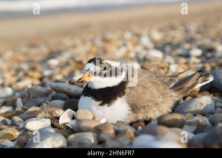 Ringed Plover (Charadrius hiaticula) breeding plumage adult sitting on nest on shingle beach, Suffolk, England, July Stock Photo