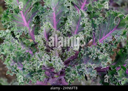 Brassica oleracea' 'Midnight Sun' kale ornamental kale leaves with purple veins. UK. Stock Photo