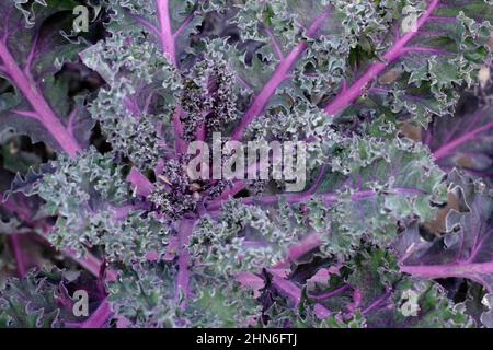 Brassica oleracea' 'Midnight Sun' kale ornamental kale leaves with purple veins. UK. Stock Photo