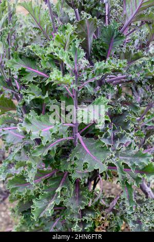 Brassica oleracea' 'Midnight Sun' kale ornamental kale leaves with purple veins. UK. Stock Photo