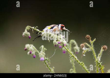 European Goldfinch (Carduelis carduelis) adult feeding on thistle, Suffolk, England, August Stock Photo