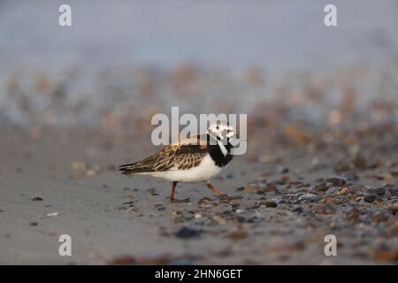 Ruddy Turnstone (Arenaria interpres) summer plumage adult walking on beach, Suffolk, England, July Stock Photo