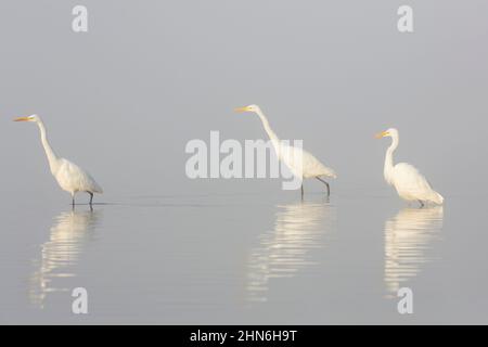 Three great white egrets / common egret (Ardea alba / Egretta alba) foraging in shallow water of pond on an early misty morning in thick fog
