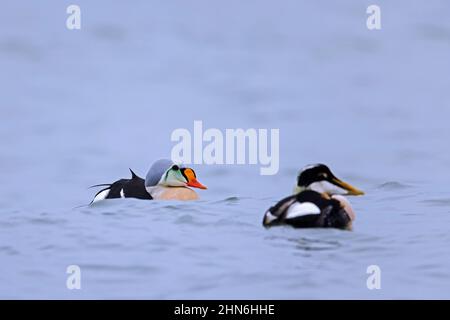 King eider (Somateria spectabilis) and common eider (Somateria mollissima) sea duck males swimming in breeding plumage along Arctic coast Stock Photo