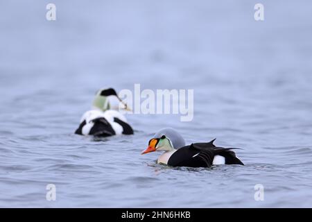 King eider (Somateria spectabilis) and common eider (Somateria mollissima) sea duck males swimming in breeding plumage along Arctic coast Stock Photo