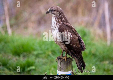 A close up of a COmmon Buzzard, perched on the fence of a wetlands meadow. Stock Photo