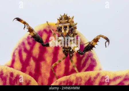 A close up macro photograph of an L3 Spiny Flower Mantis nymph, showing its defensive posture.
