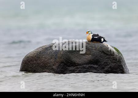 King eider (Somateria spectabilis / Anas spectabilis) sea duck male in breeding plumage resting on rock along the Arctic coast Stock Photo