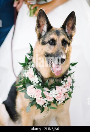 German shepherd dog with floral collar on wedding day Stock Photo