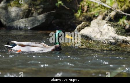 closeup of a mallard duck in a river Stock Photo