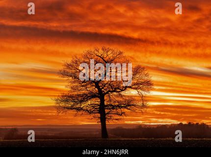 Solitary oak tree at sunset with a dramatic fiery red sky. UK Stock Photo