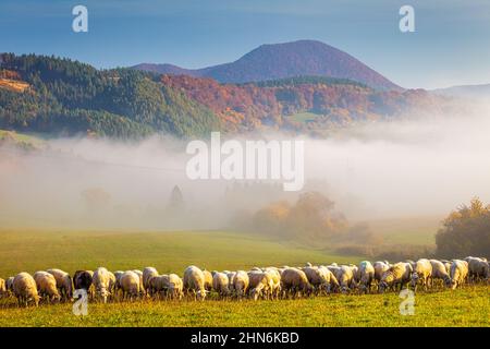 A herd of grazing sheep on a meadow in the foreground of a foggy landscape in the autumn morning, Slovakia, Europe. Stock Photo
