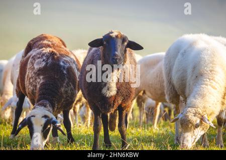 White, spotted and black sheep grazing on the meadow. Stock Photo