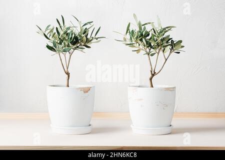 Two mini olive trees in pots on a white background. Stock Photo