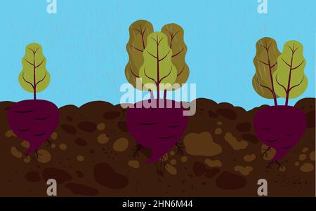 Planted vegetables,beetroot,Growing in soil fresh organic healthy food Stock Vector