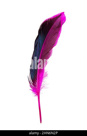 Dark pink feather isolated on the white background Stock Photo