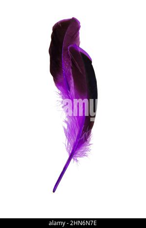 Dark purple feather isolated on the white background Stock Photo