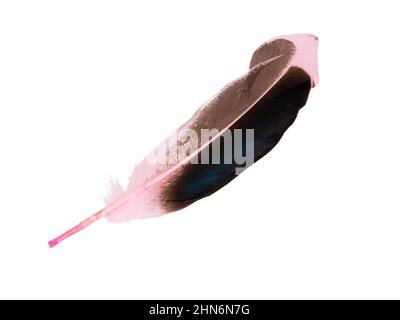 Dark pink feather isolated on the white background Stock Photo