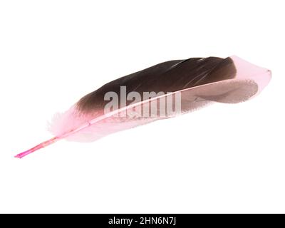 Dark pink feather isolated on the white background Stock Photo