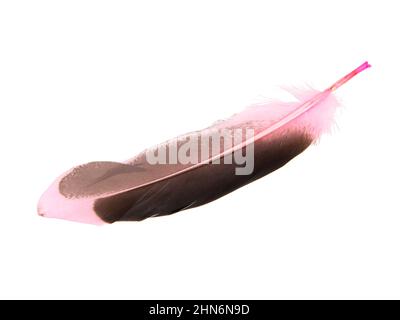 Dark pink feather isolated on the white background Stock Photo