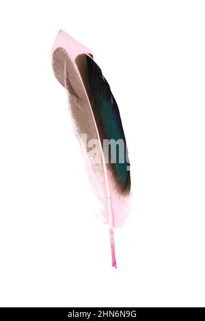 Dark pink feather isolated on the white background Stock Photo