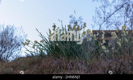 daffodils blooming in the early spring Stock Photo