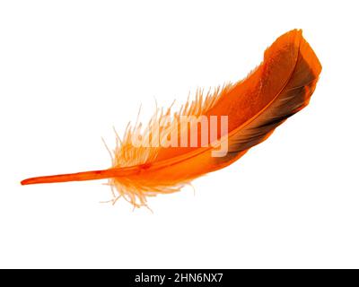 Decorative orange feather isolated on the white background Stock Photo