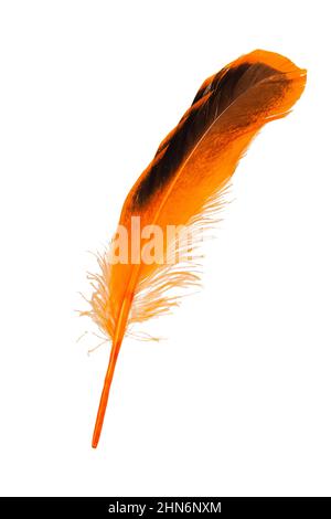Decorative orange feather isolated on the white background Stock Photo