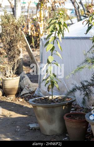 Avocado small plant in a pot Stock Photo