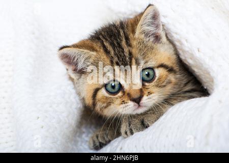Cute kitten lying on a blanket Stock Photo