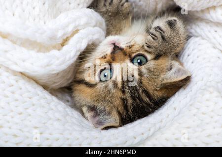 Cute kitten lying on a blanket Stock Photo