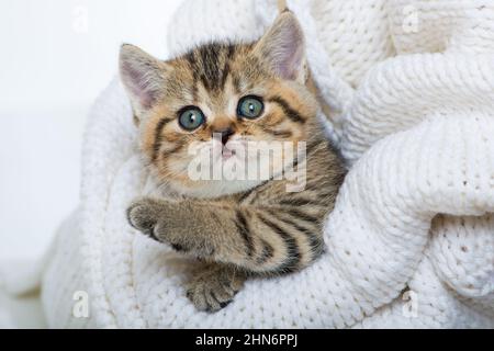 Cute kitten lying on a blanket Stock Photo