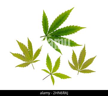 Marijuana color green leafs on white background Stock Photo