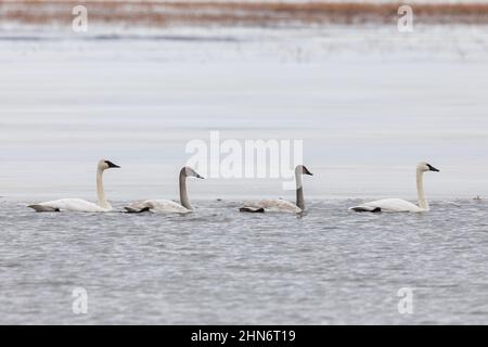 Trumpeter Swans (Cygnus buccinator) on the Mississippi River in Montrose, Iowa Stock Photo