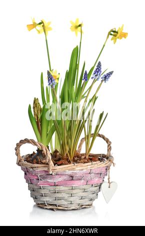 Mini Narcissus flowers and Muscari flowers in a wicker basket isolated on white background Stock Photo