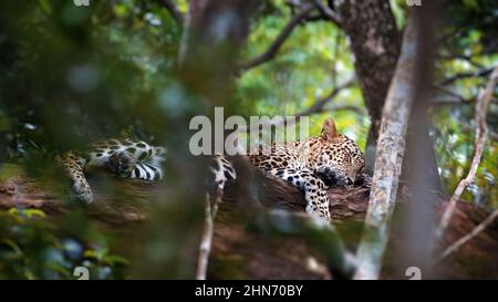 Beautiful leopard is resting on a tree. Safari in the forest. Wildlife. A free wild cat slip on branch. Stock Photo