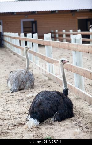 Two ostriches are on earth in a poultry farm, wooden fences and barn Stock Photo